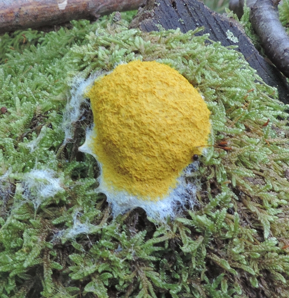 fuligo septica x silvano