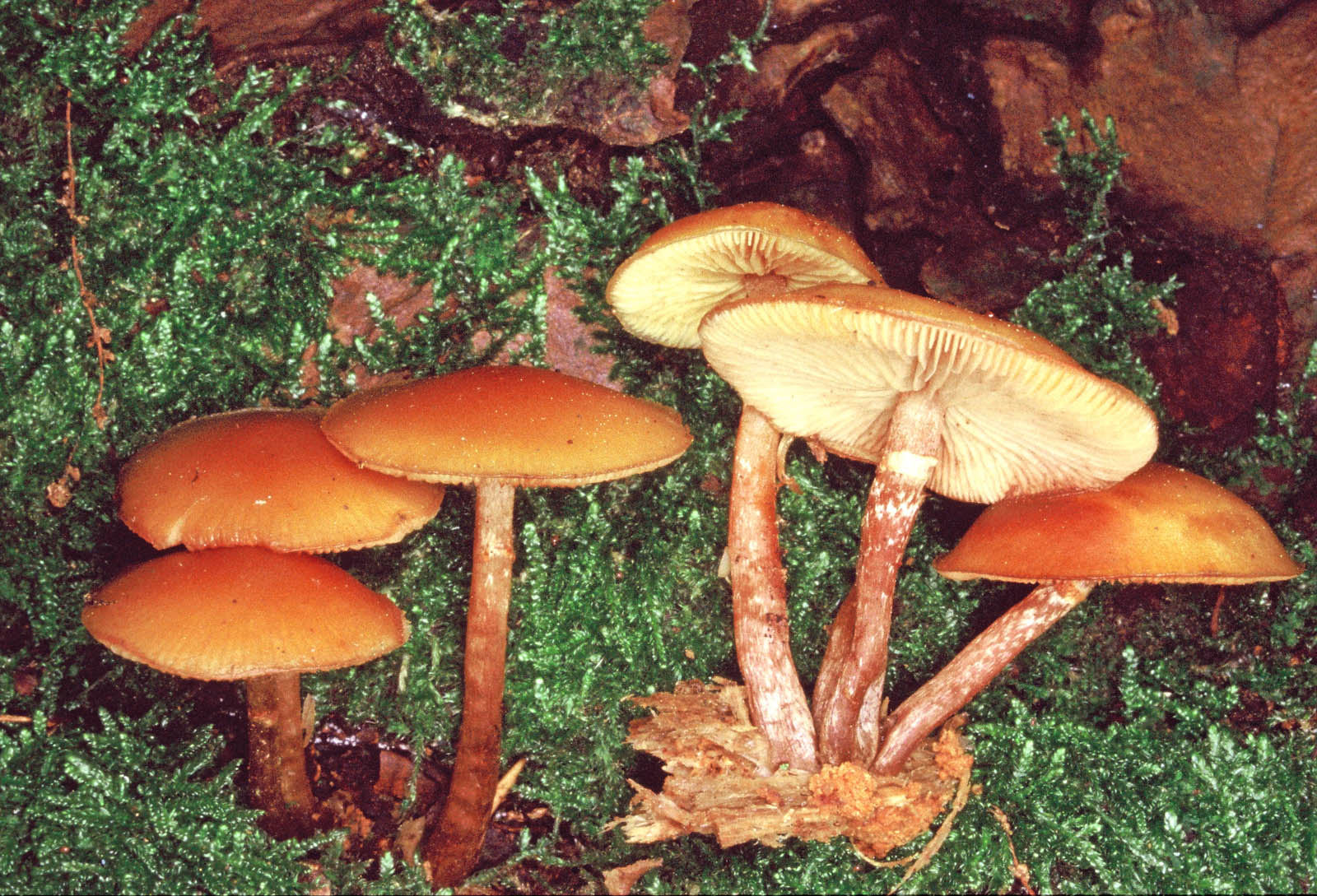 galerina marginata