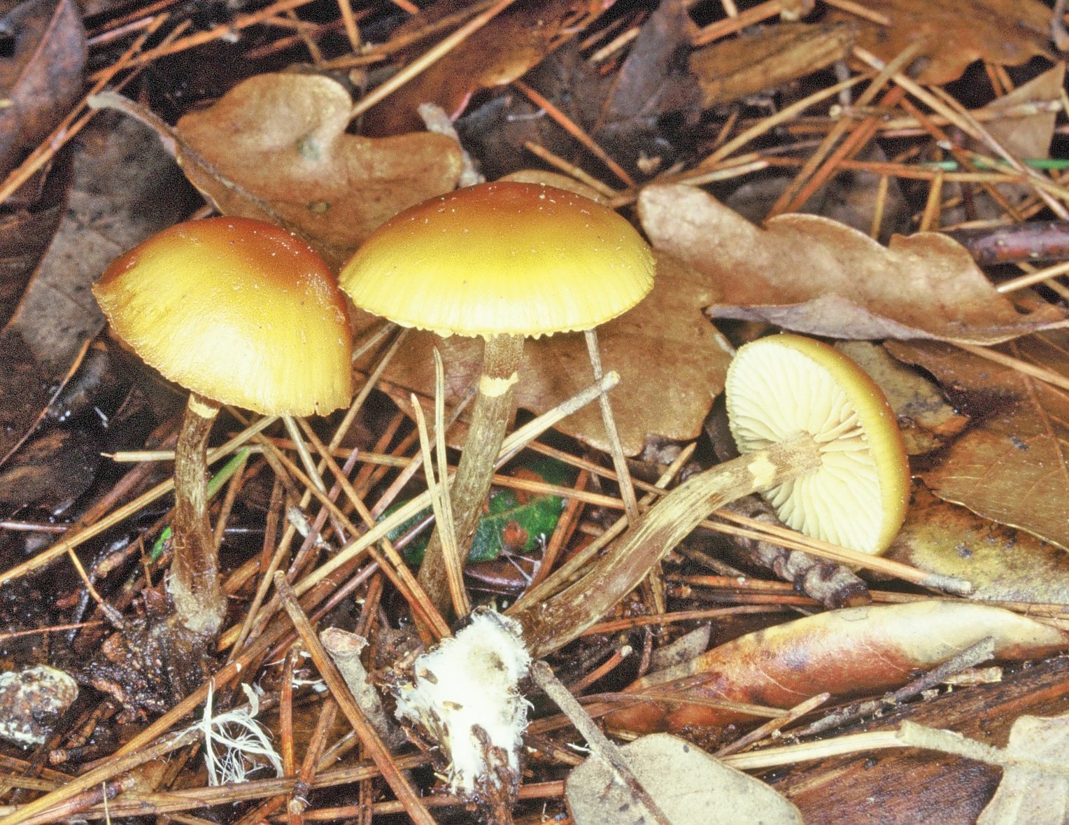 galerina unicolor