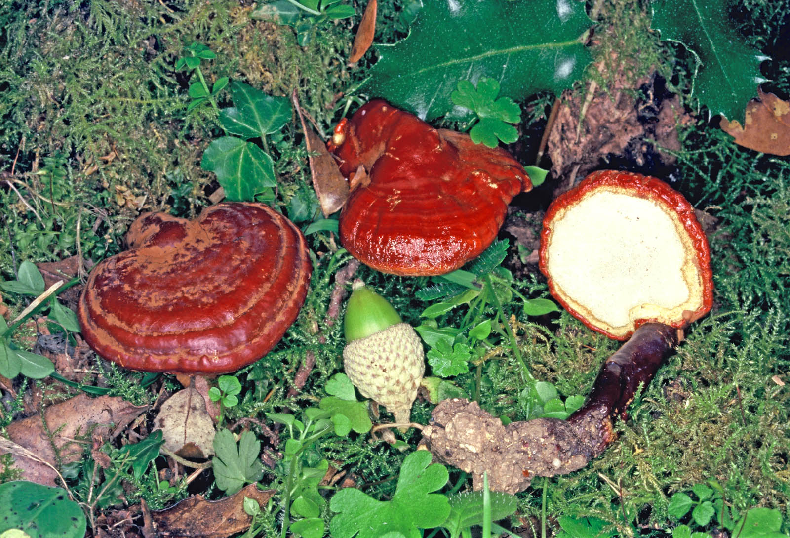 ganoderma lucidum