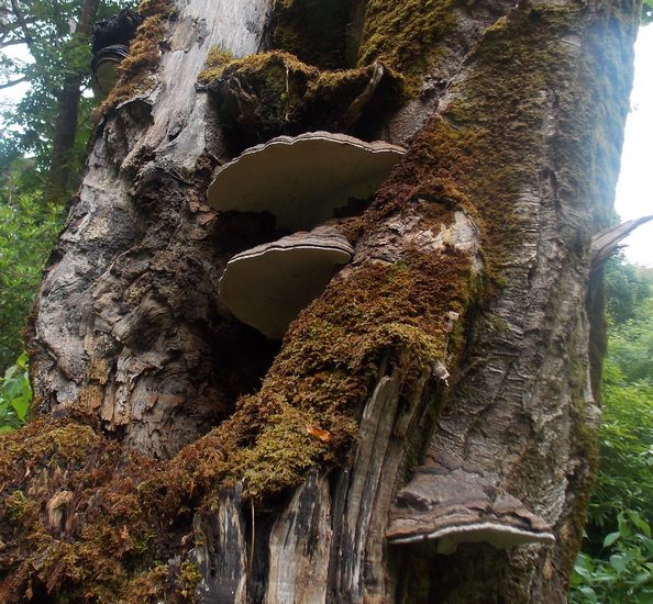 ganoderma_adspersum