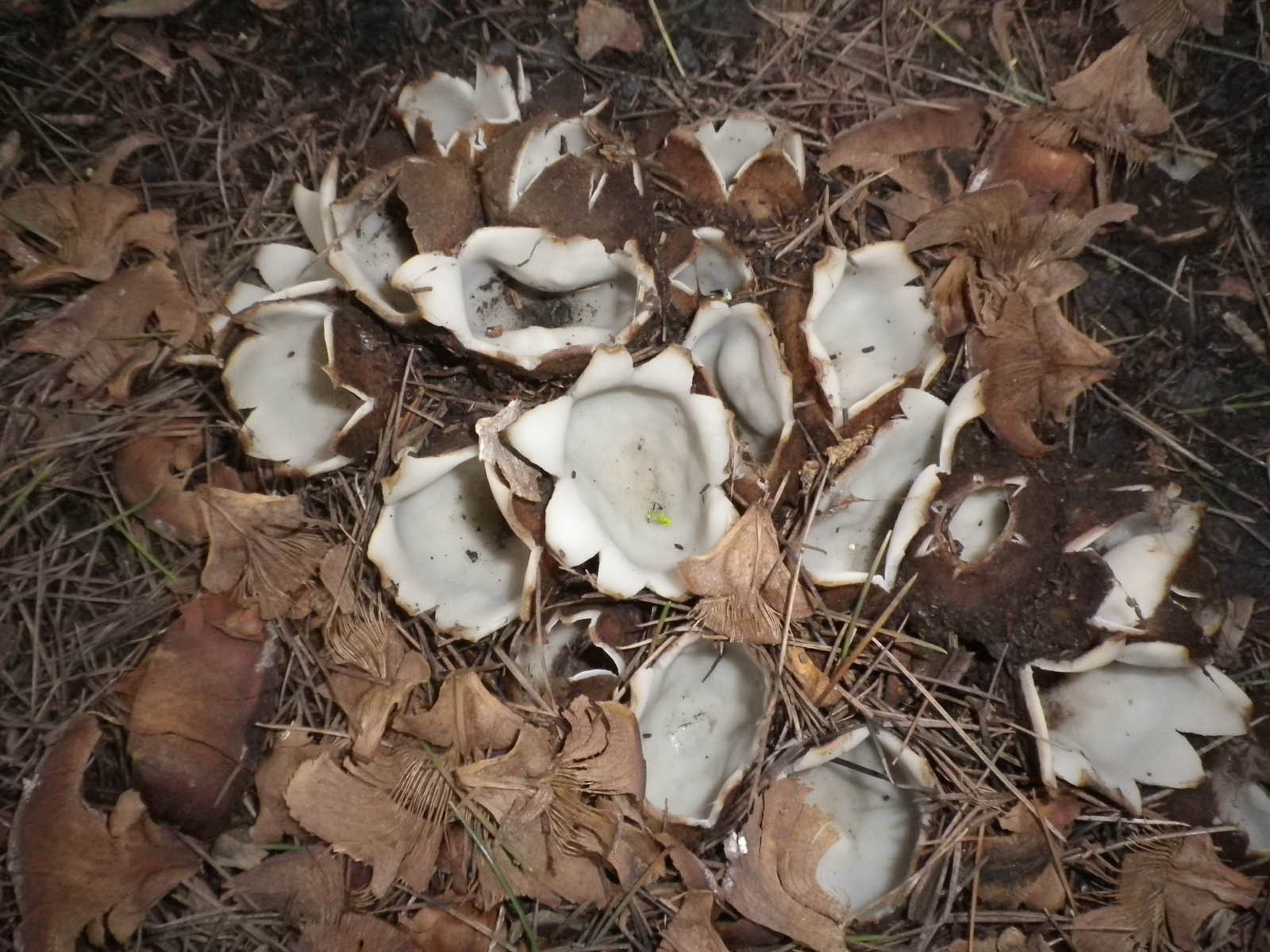 geopora sumneriana al parco i maggio