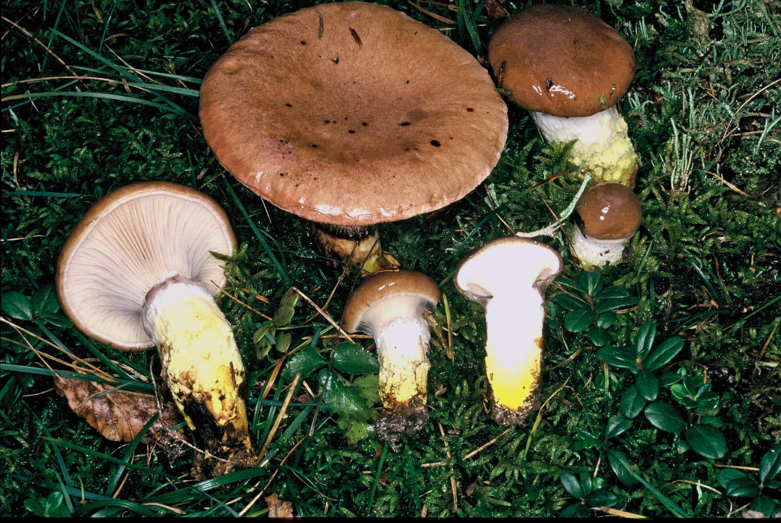 gomphidius glutinosus