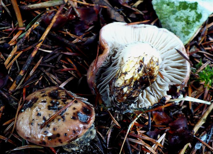 gomphidius_maculatus