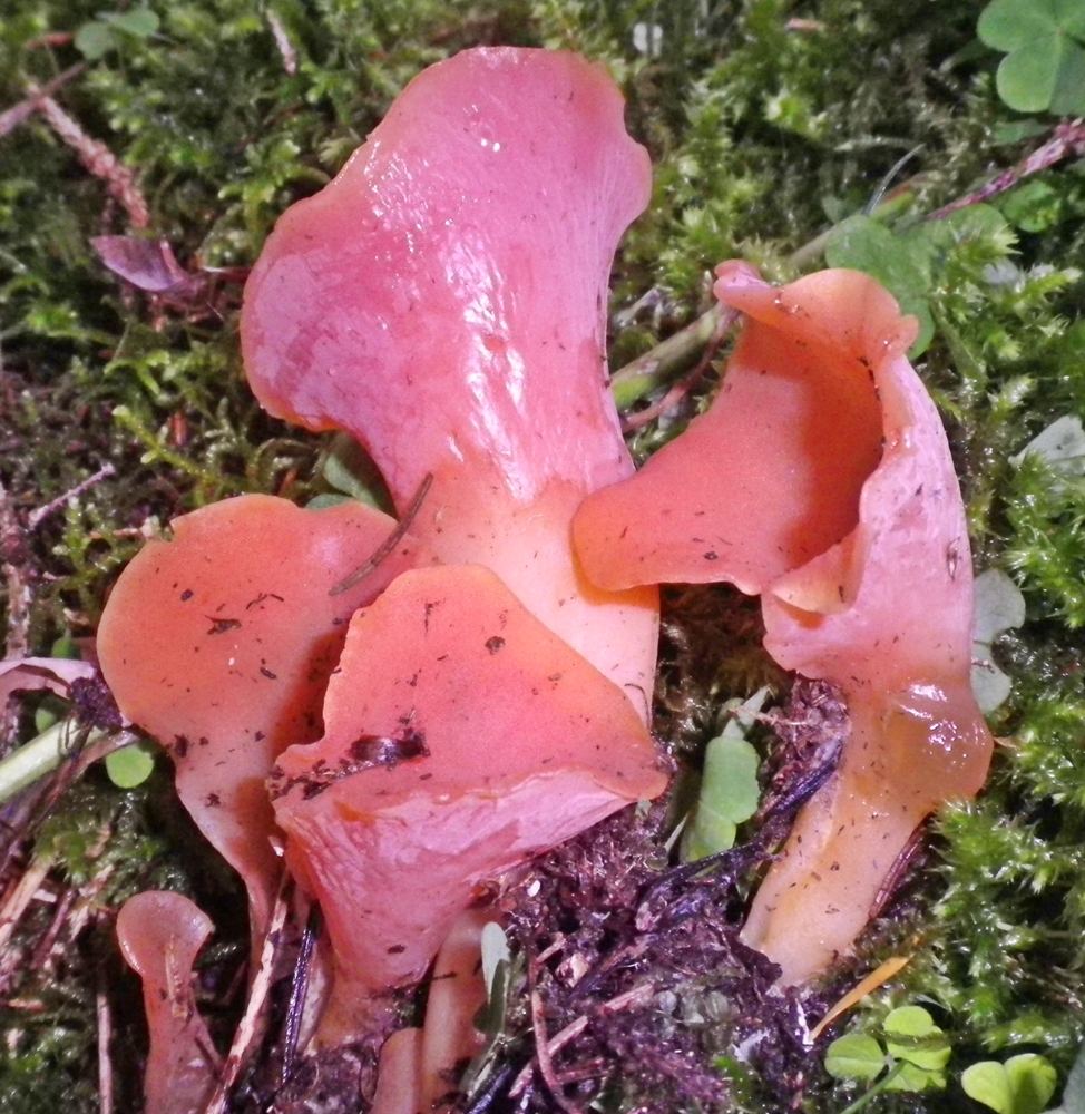 guepina trmiscus helvelloydes
