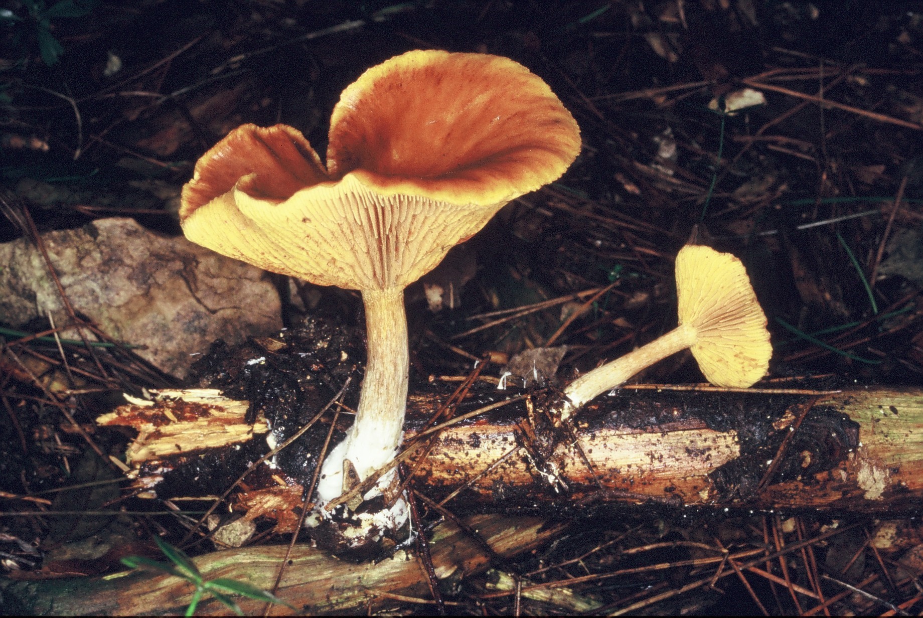 gymnopilus penetrans