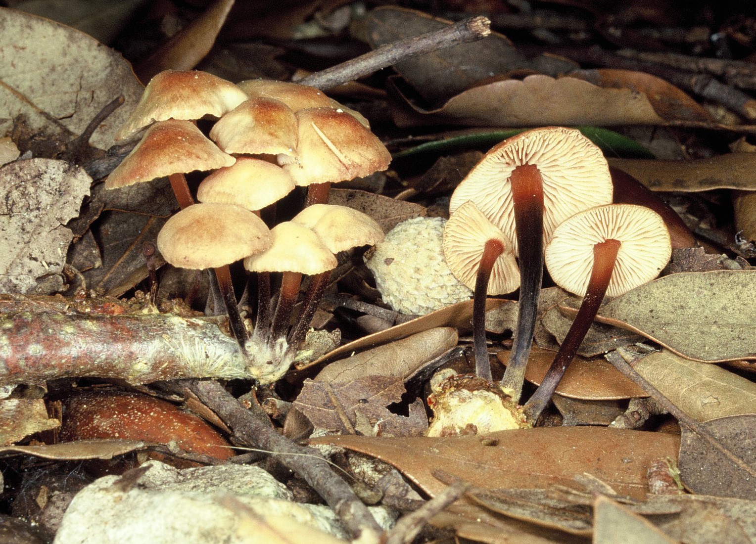 gymnopus brassicolens