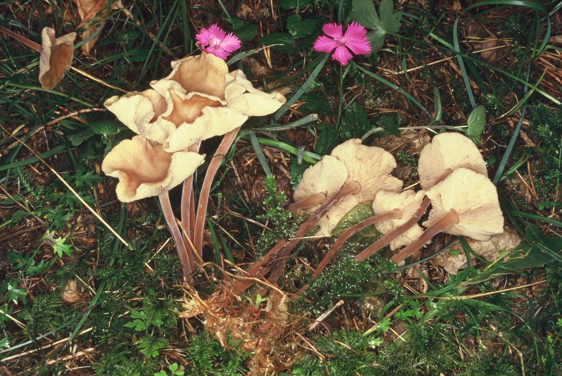 gymnopus confluens