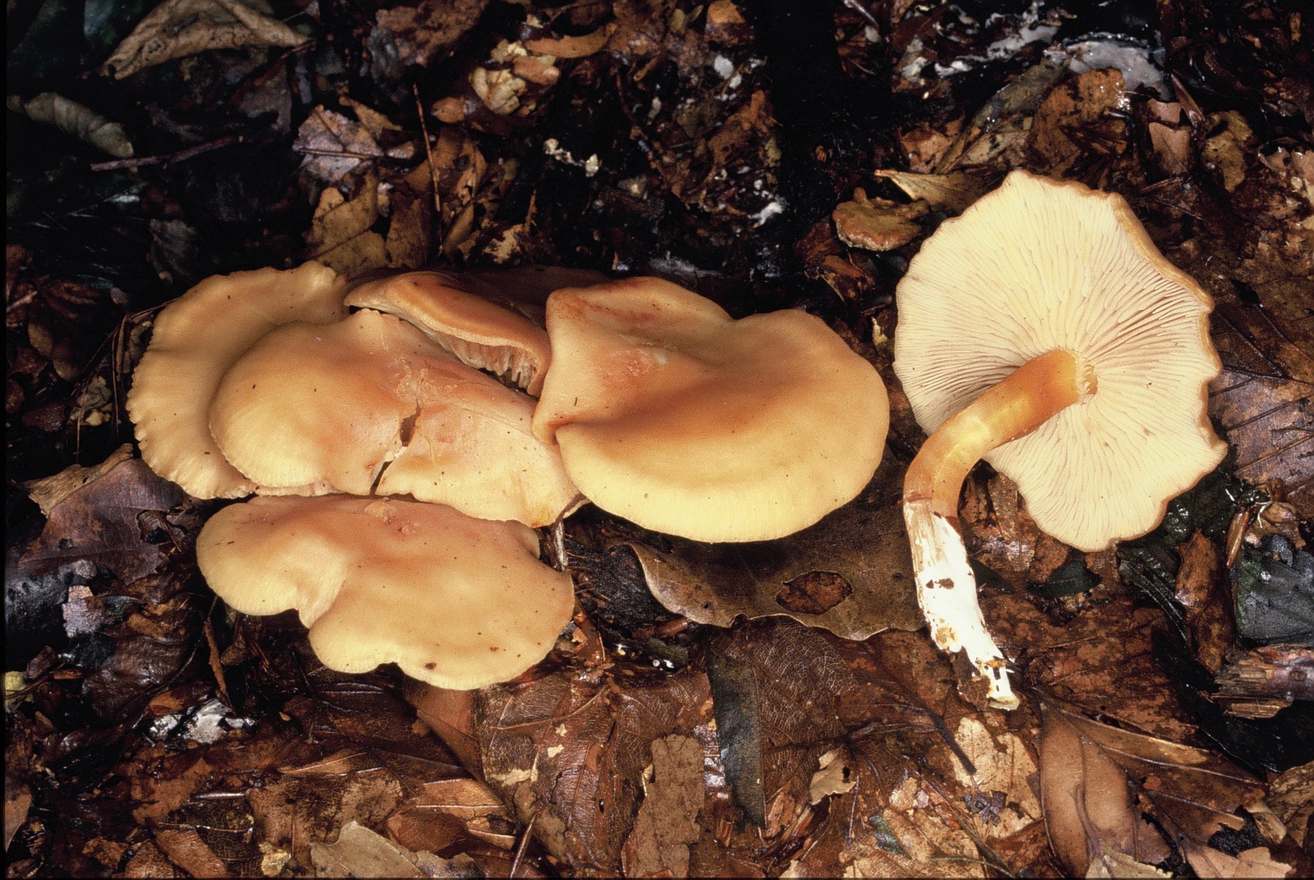 gymnopus dryophilus