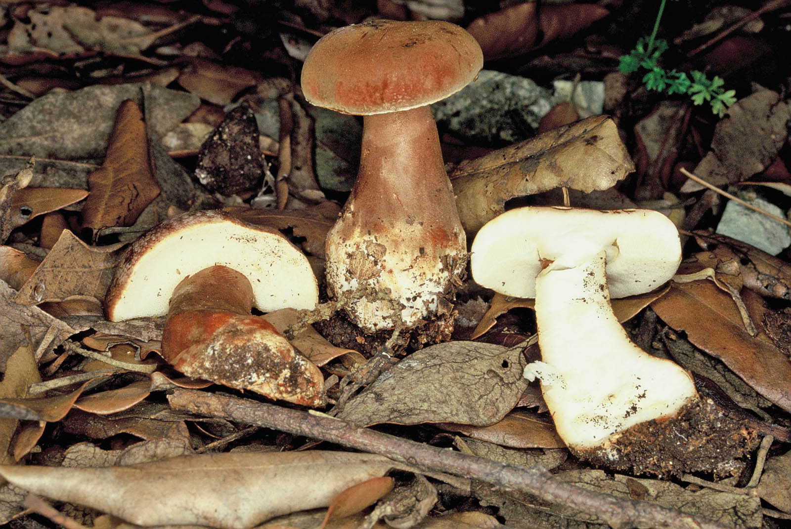 gyroporus castaneus-67