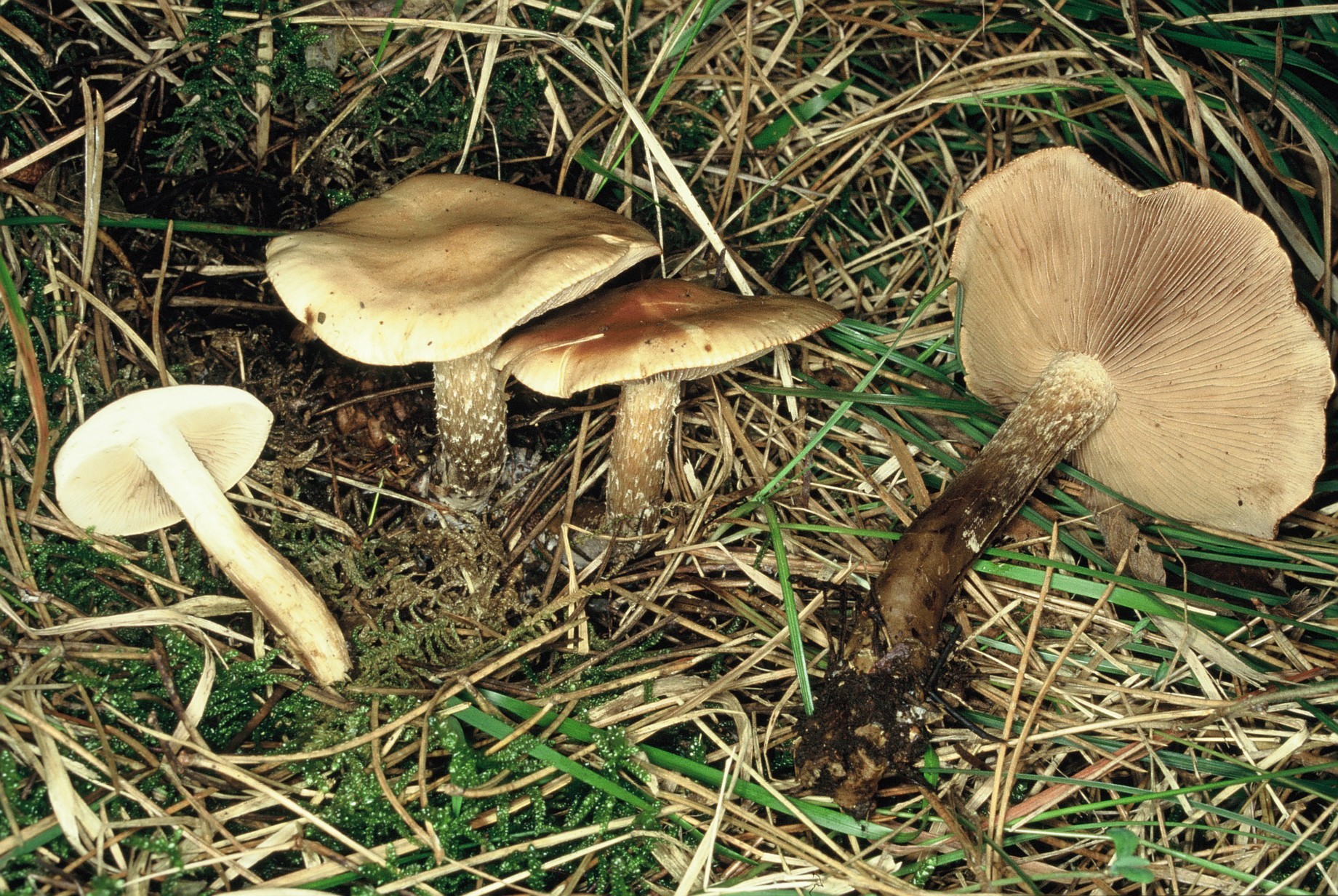 hebeloma edurum