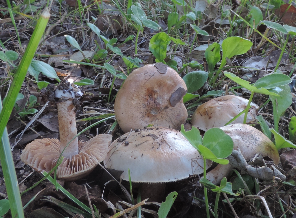 hebeloma pallidoluctuosum