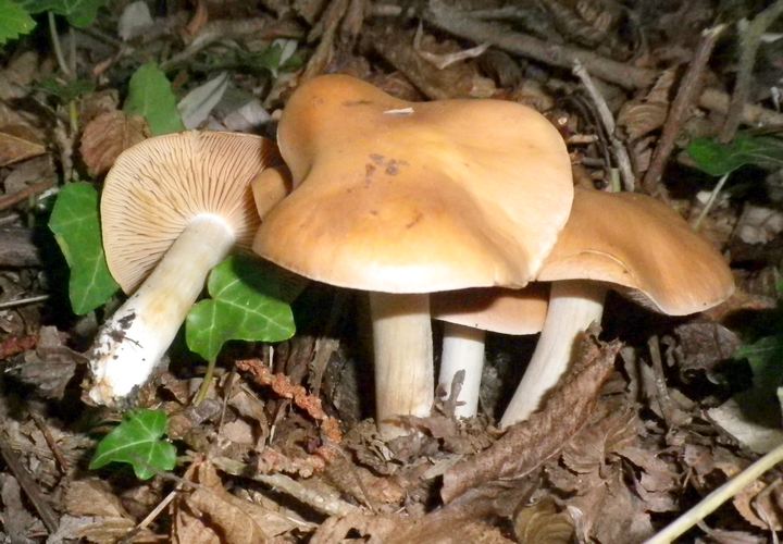hebeloma_truncatum_Sibillini_2