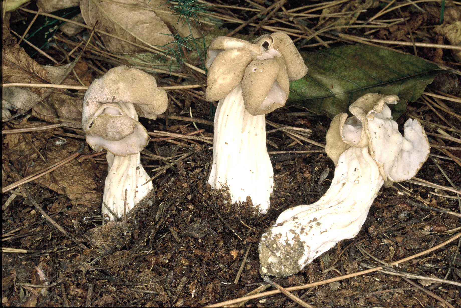 helvella crispa