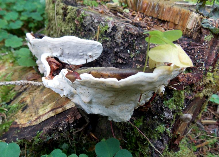 heterobasidion annosum