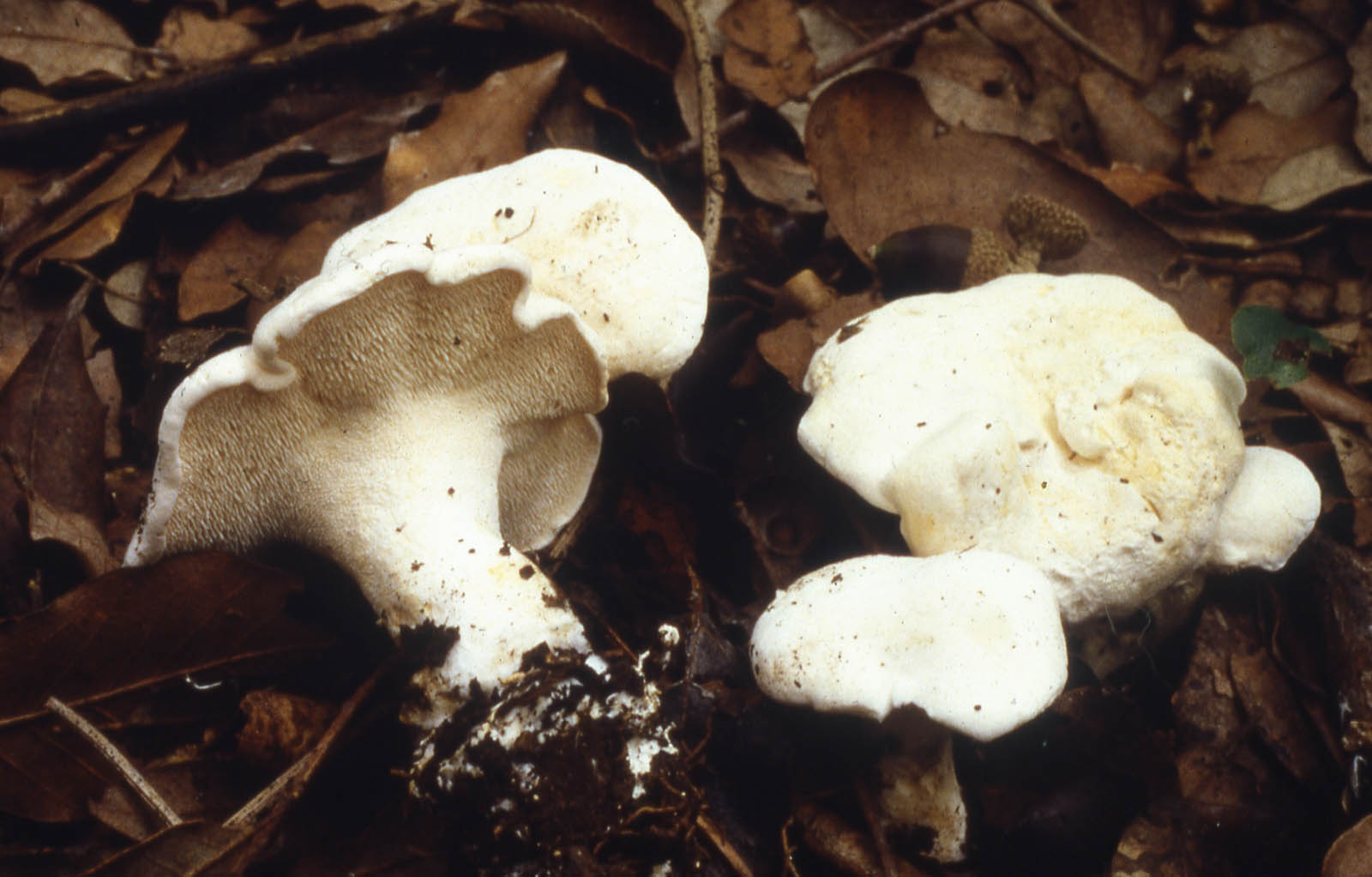 hydnum albidum 1017