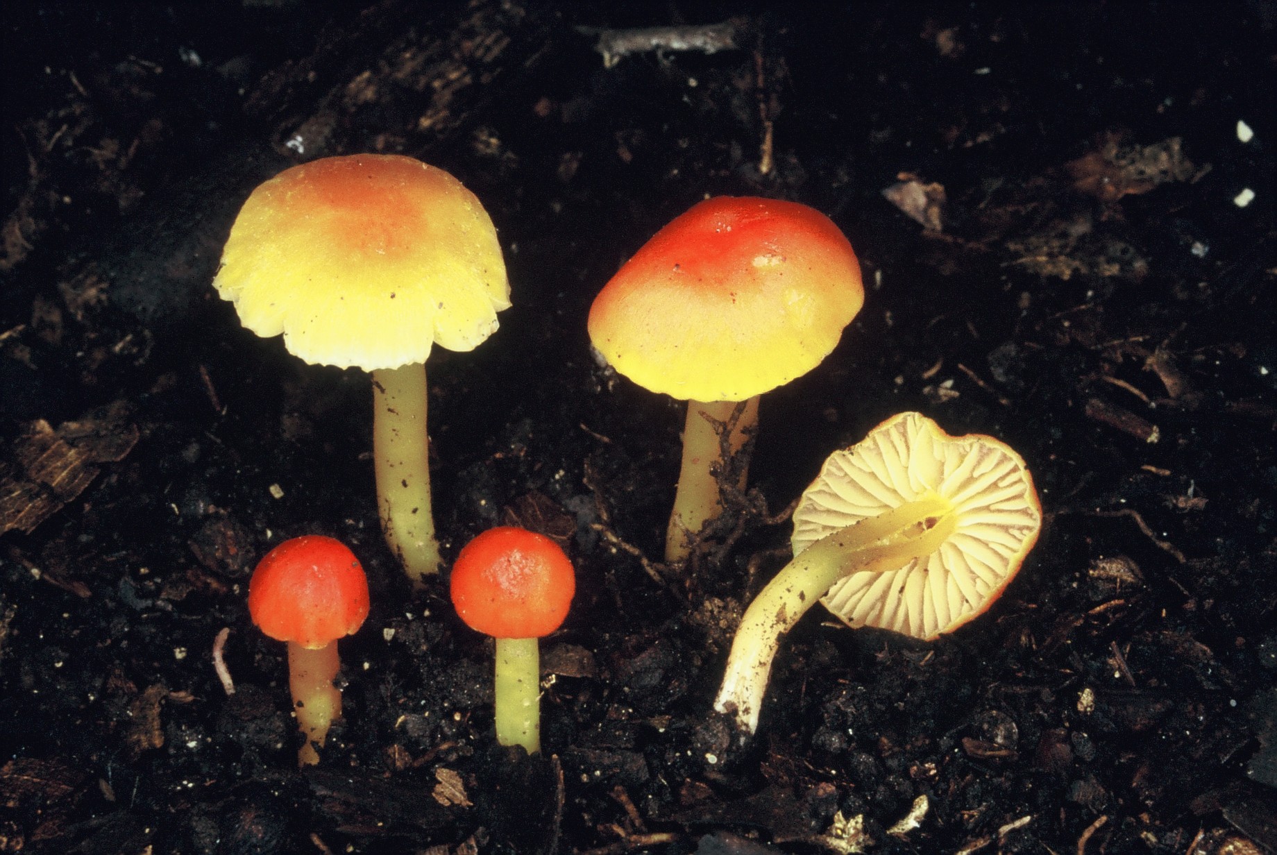 hygrocybe miniata 566