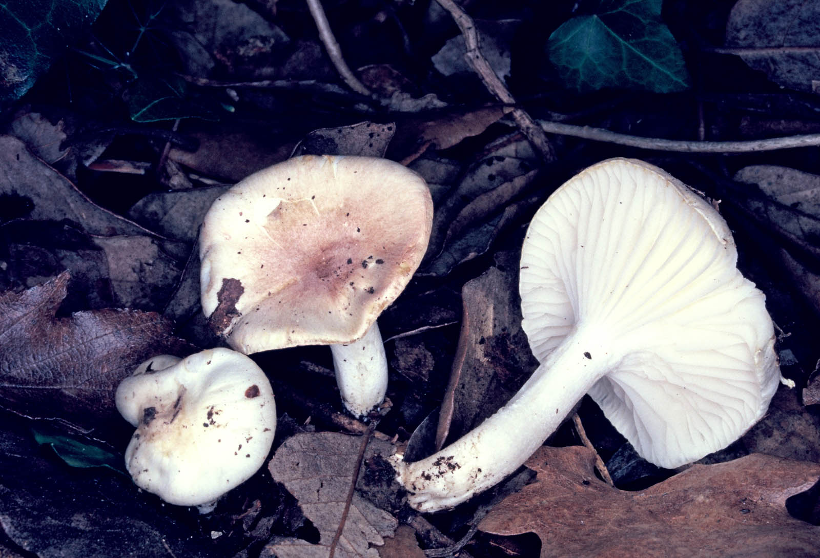 hygrophorus arbustivus