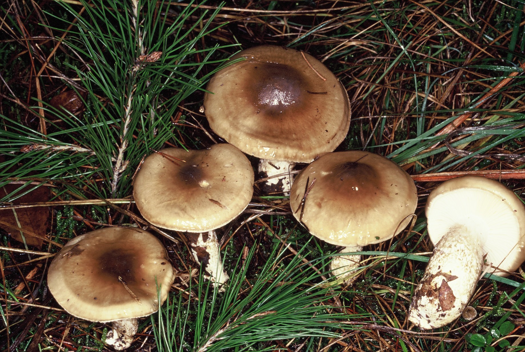 hygrophorus latitabundus