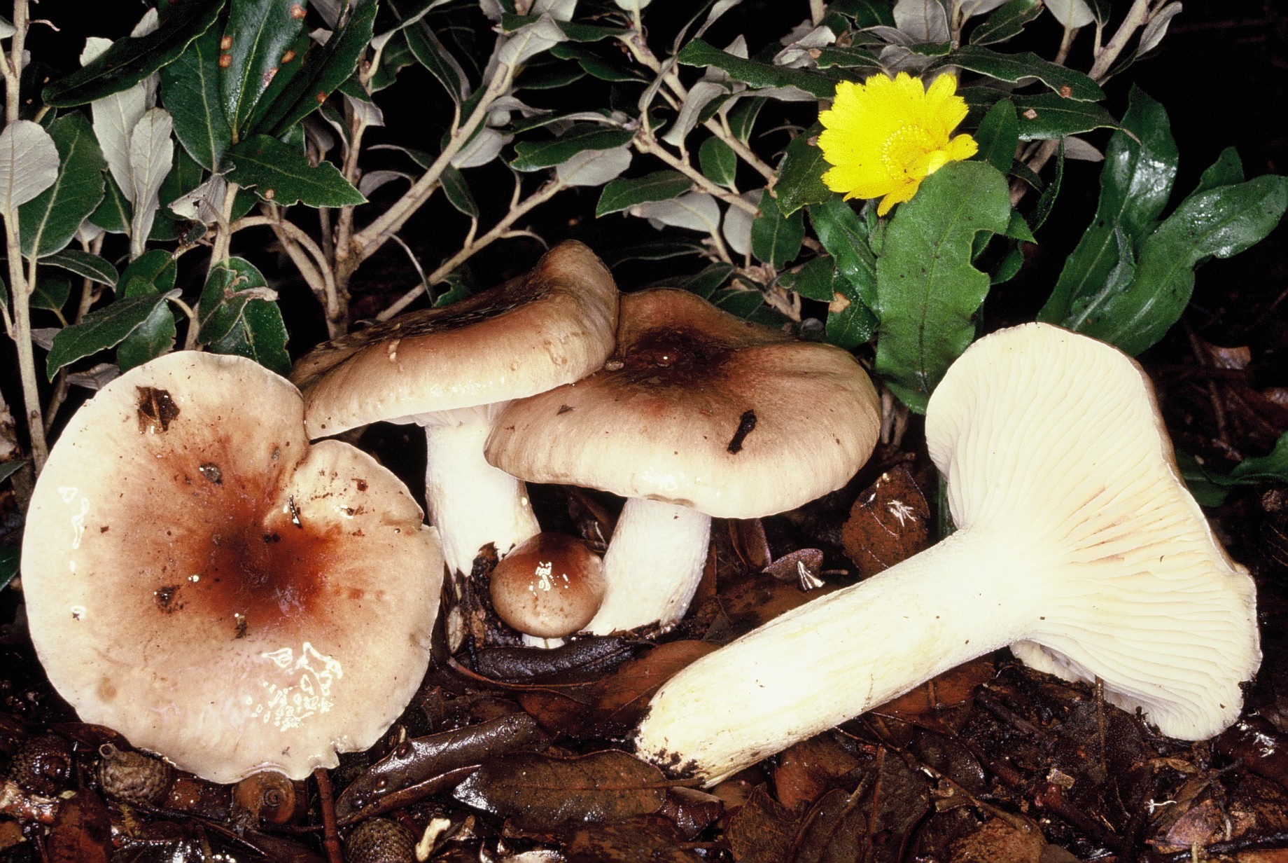 hygrophorus roseodiscoideus