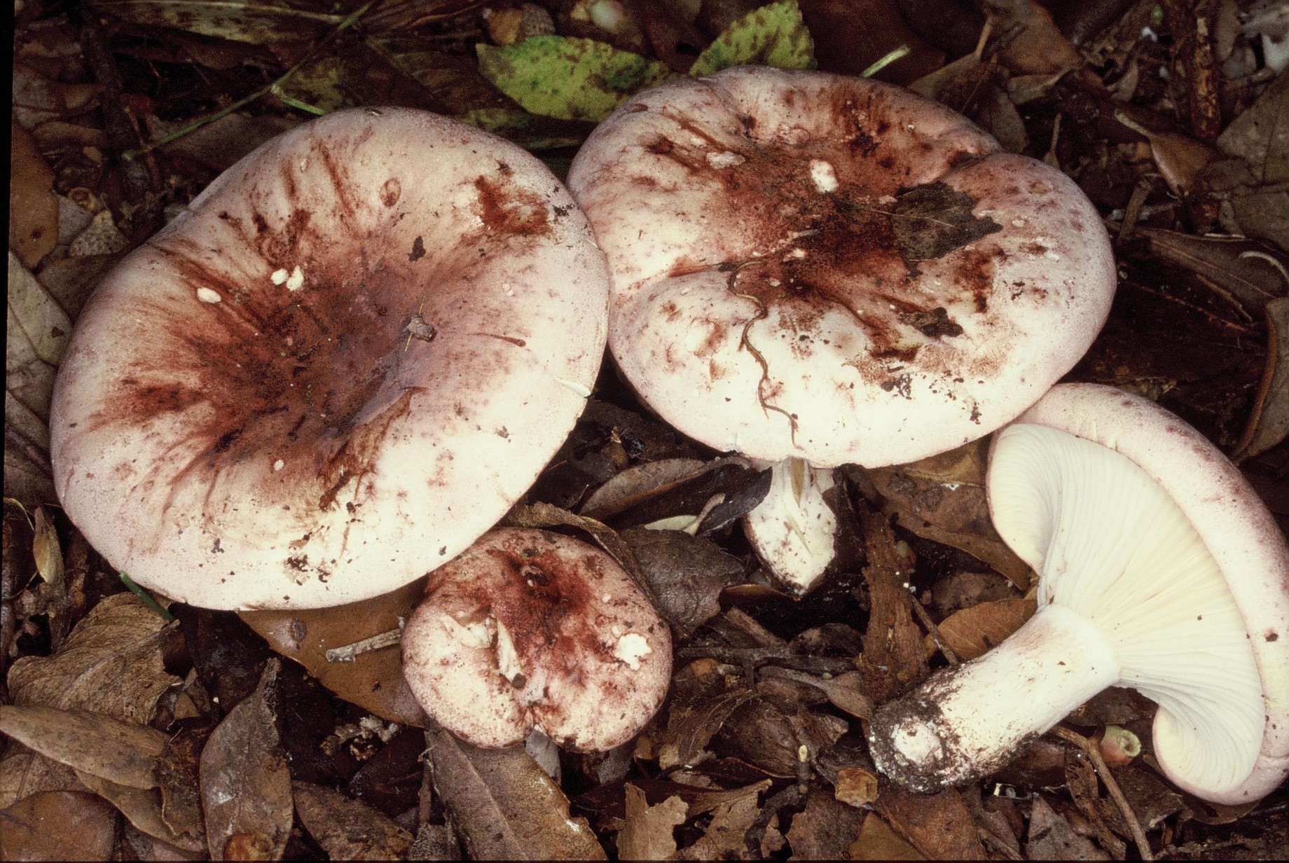 hygrophorus russula