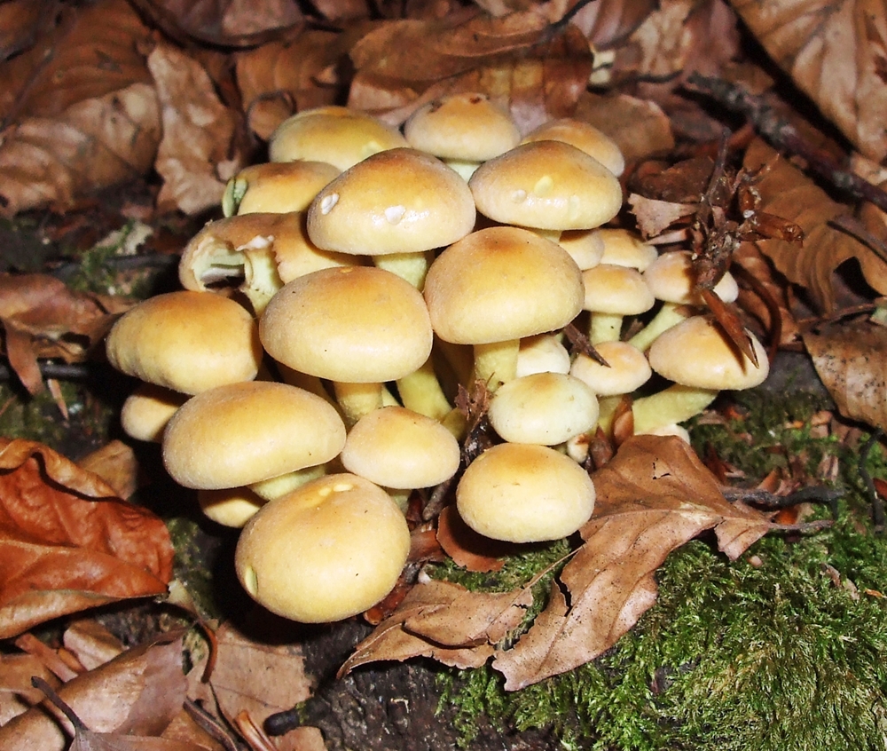 hypholoma fasciculare poggio s x scheda