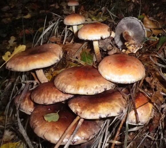 hypholoma lateritium x scheda 2