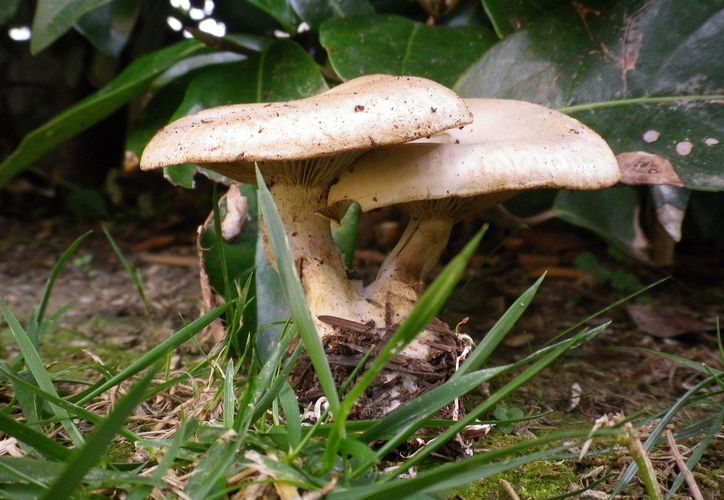 ino_cibe_inornata_Can_Faito