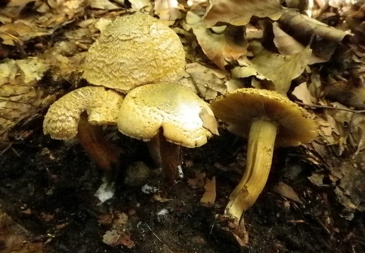 ino_cybe_Corydalina__vallacera
