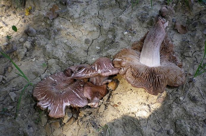 inoc_jurana_Selva_Gallignano