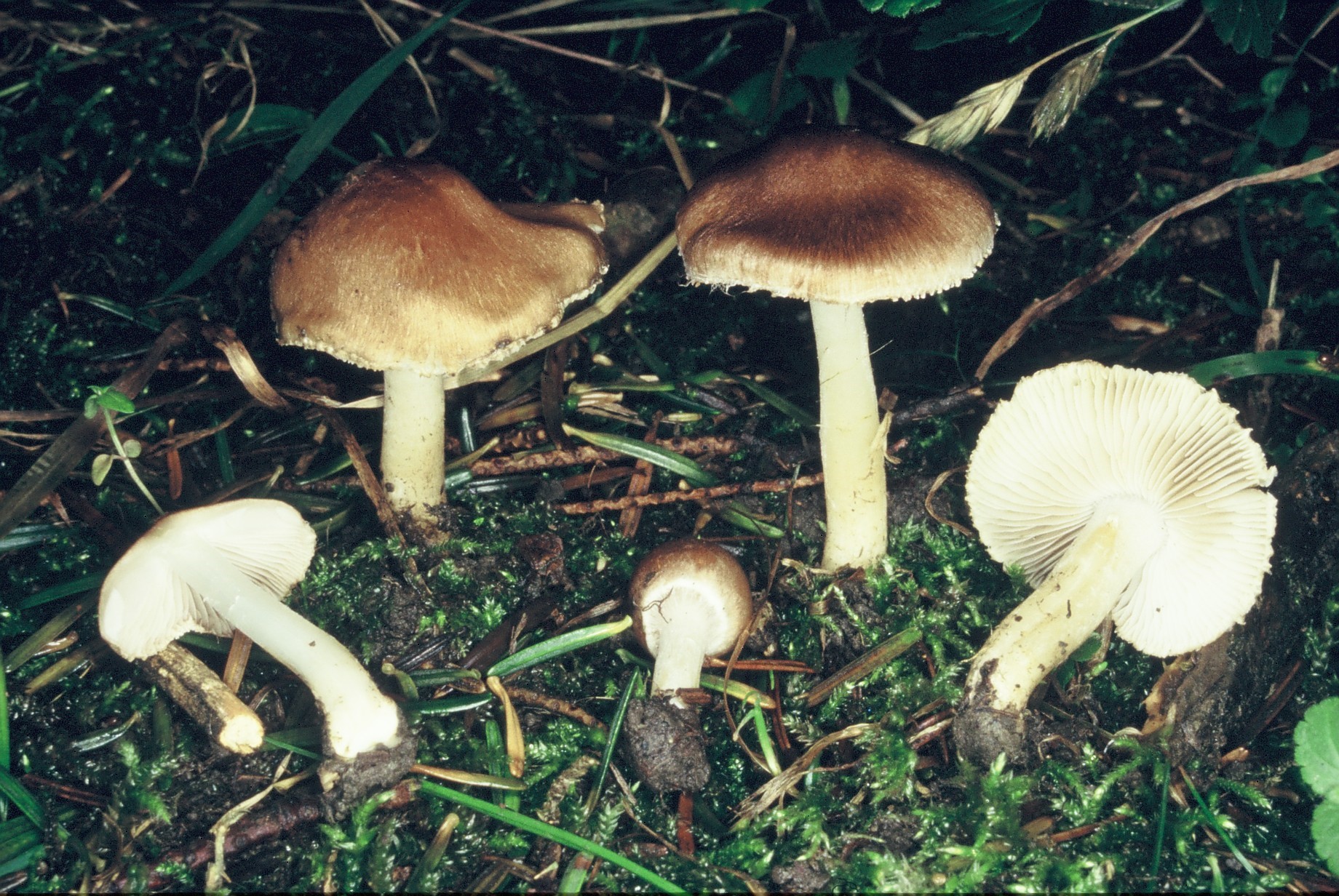 inocybe fascidula