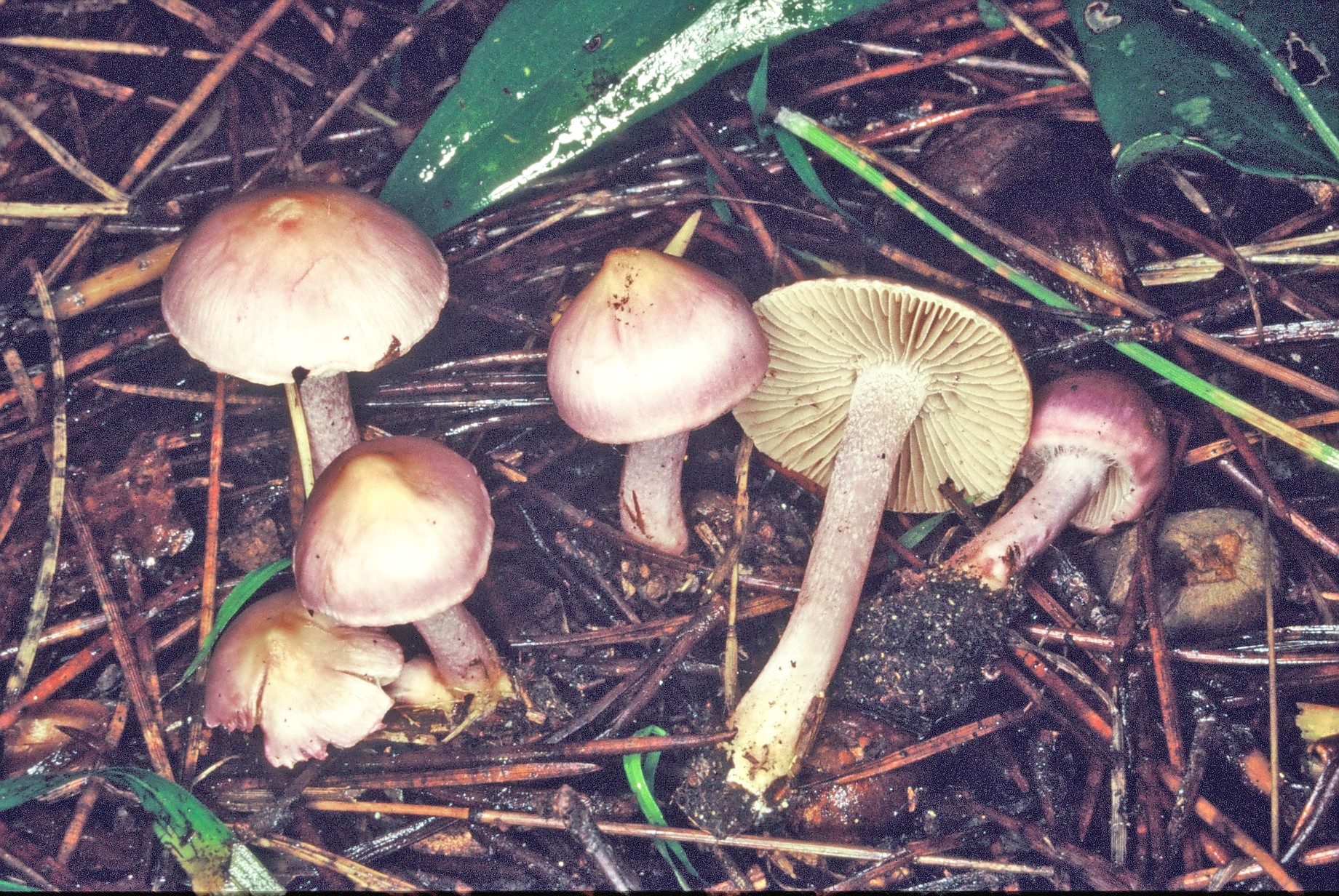 inocybe geophylla