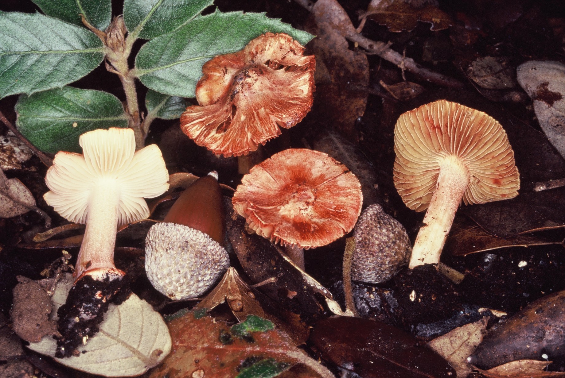 inocybe godeyi