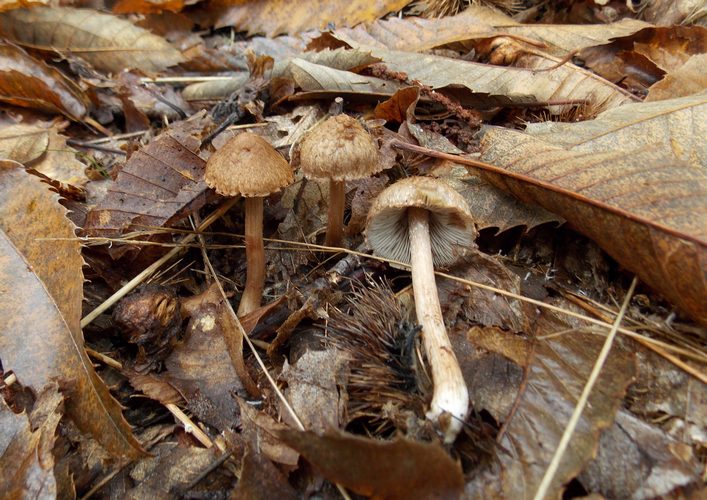 inocybe_bongardii
