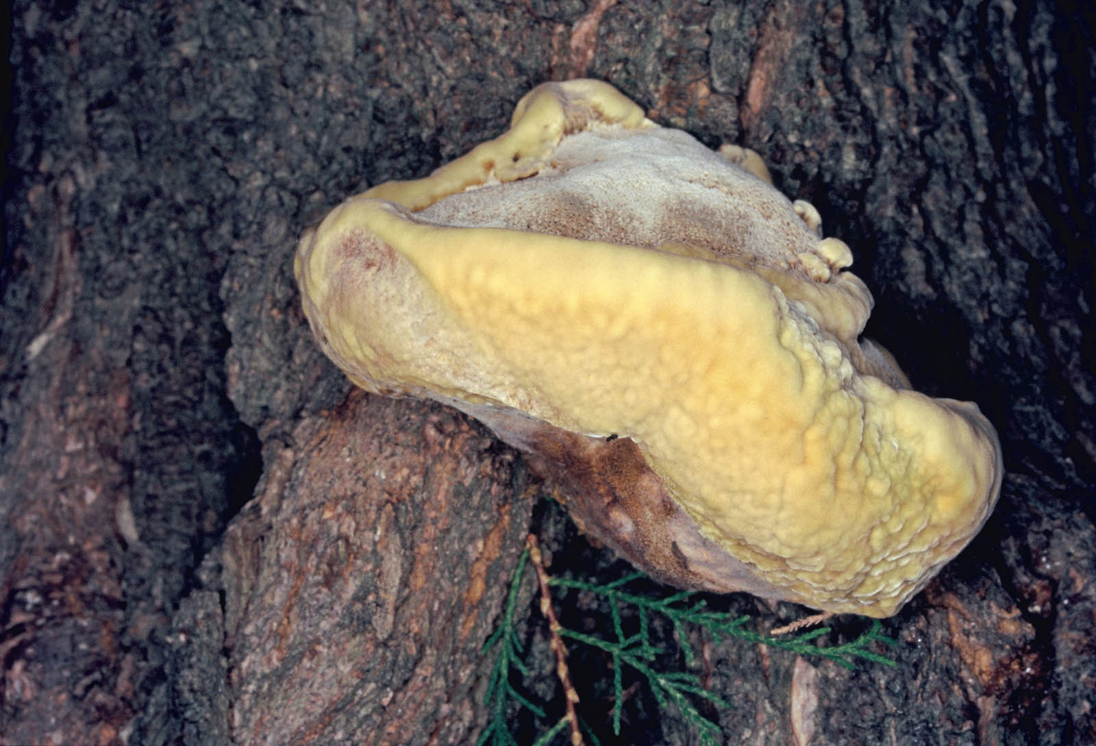 inonotus tamaricis