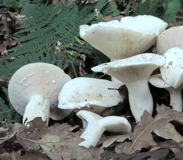 lactar piperatus per silv