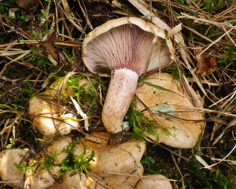 lactarius sanguifluus x scheda