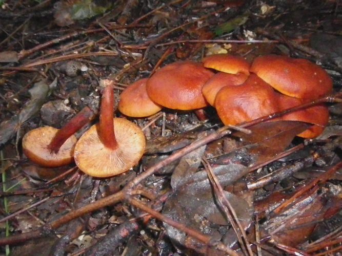 lactarius_atlanticus_parco_di_Chiaravalle