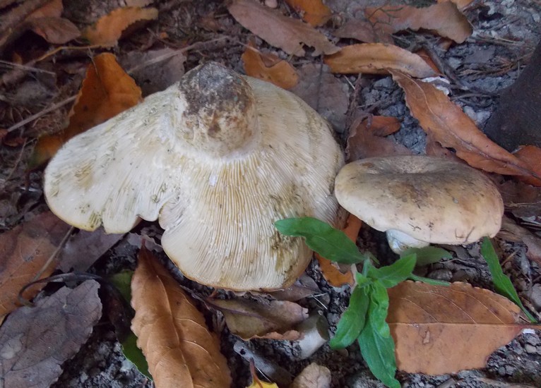 lactarius glaucescens 2