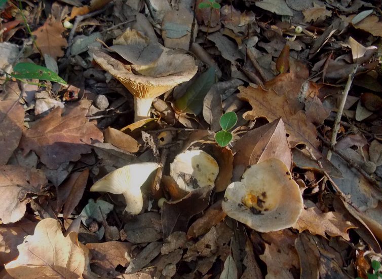 lactarius ilicis 2