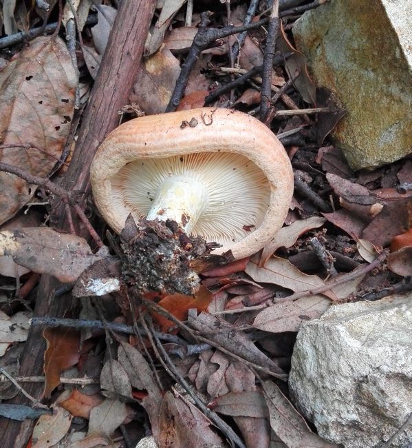 lactarius mediterraneensia
