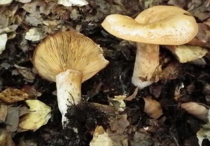 lactarius_pallidus_vallacera