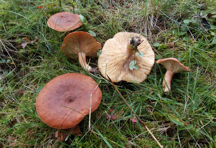 lactarius_rufus_Zelendria