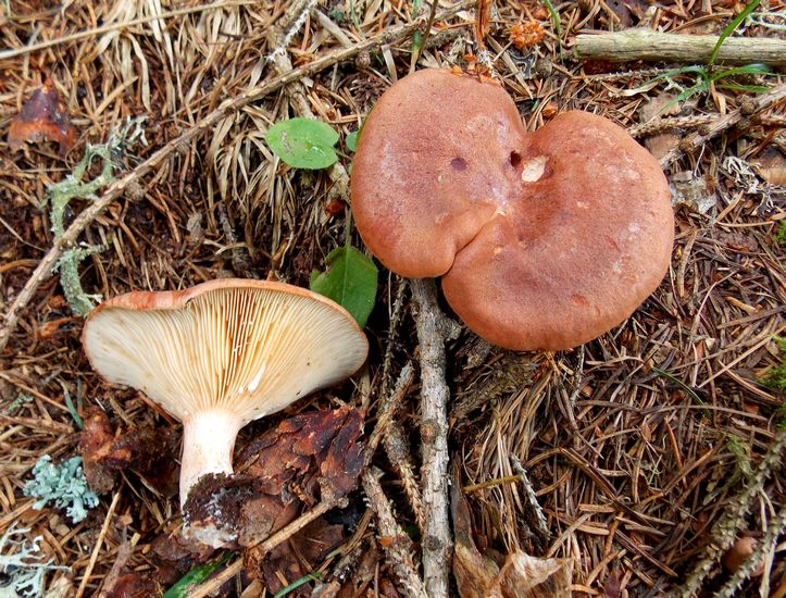 lactarius zonarioides
