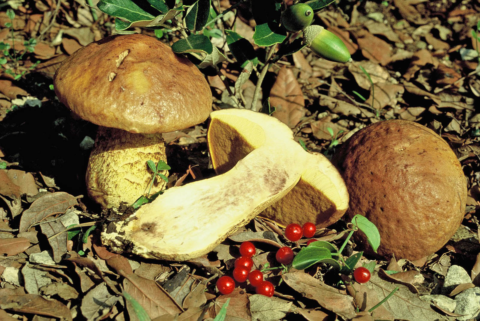 leccinum lepidum-59