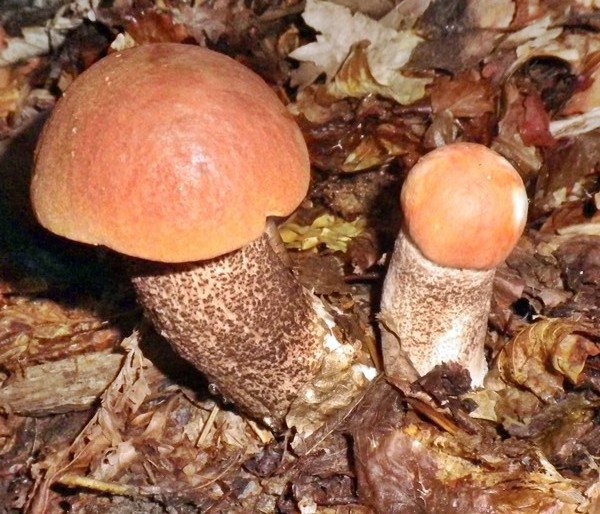leccinum quercinum x silvan