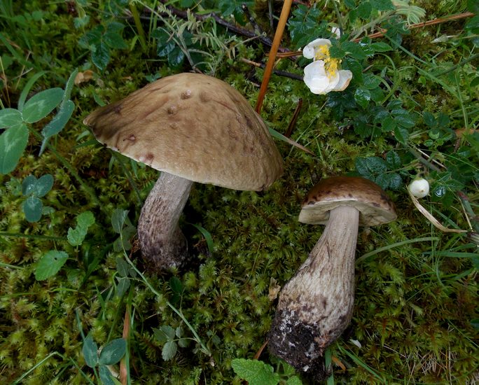 leccinum pseudoscabrum