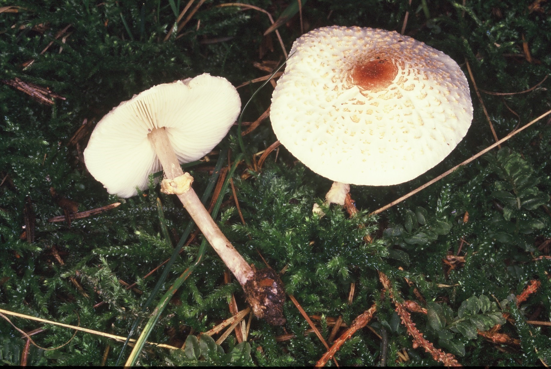 lepiota cristata