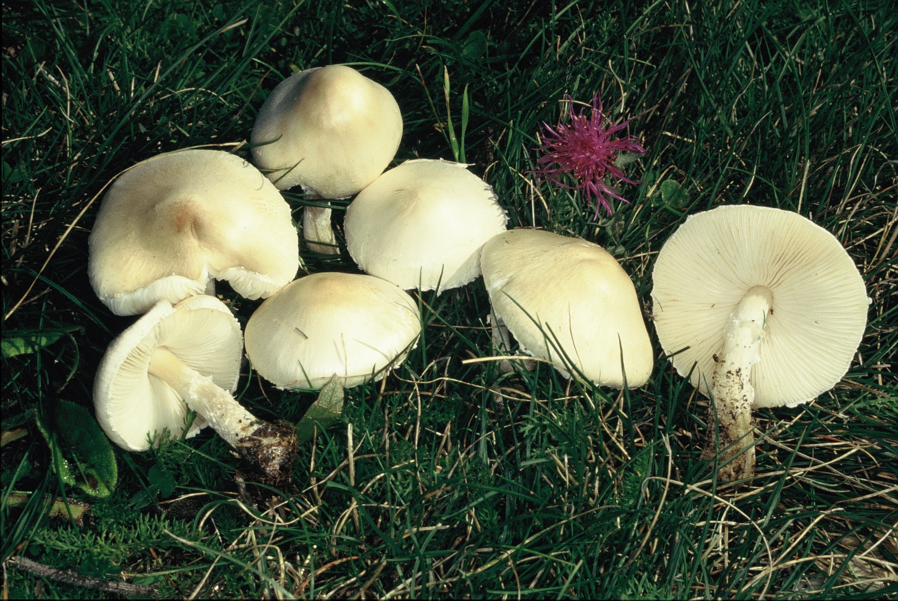 lepiota oreadiformis