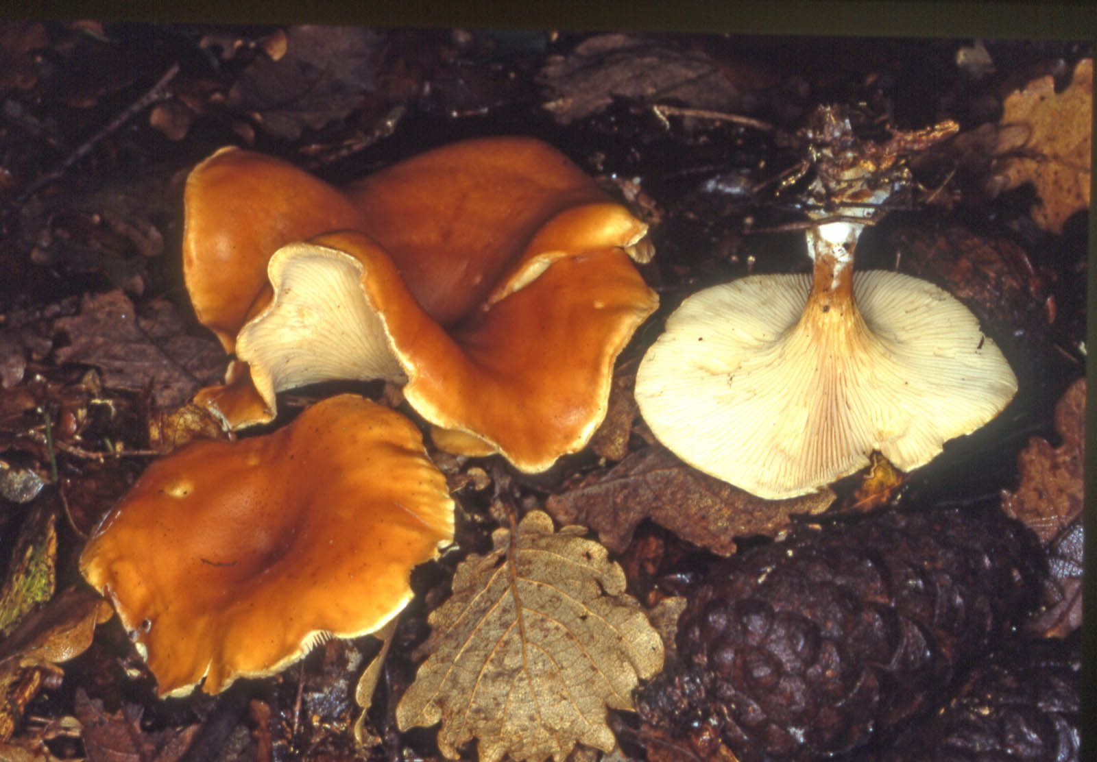 lepista flaccida